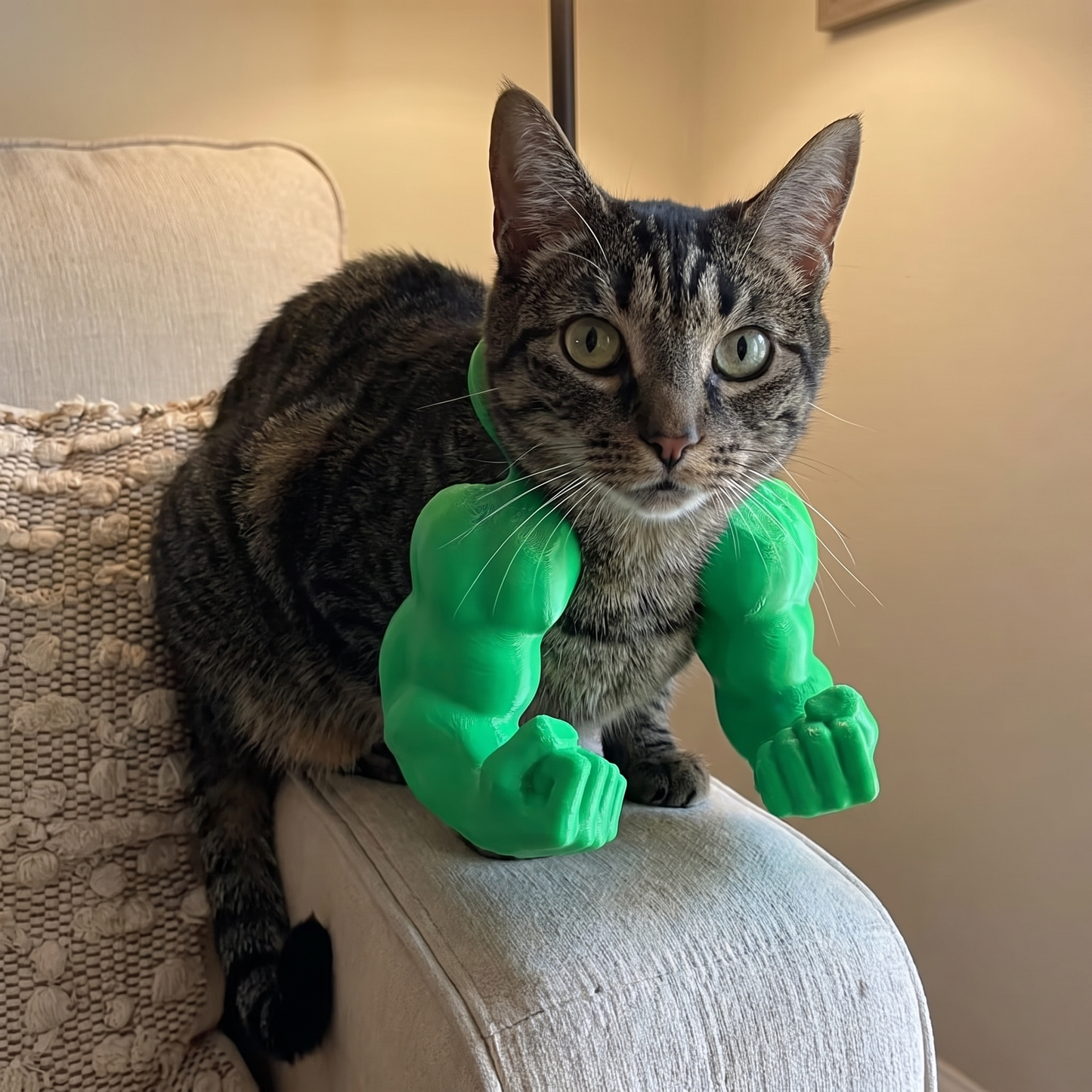 The Buff Cat Arms Everyone's Sharing.